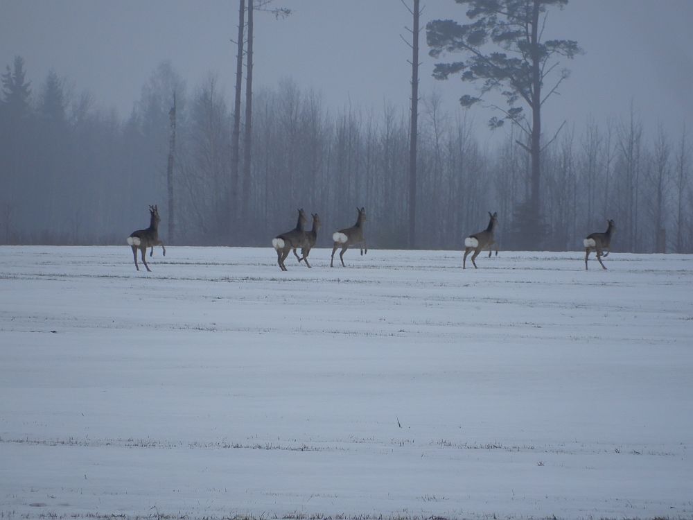 Metskitsed lahkumas rapsipõllult