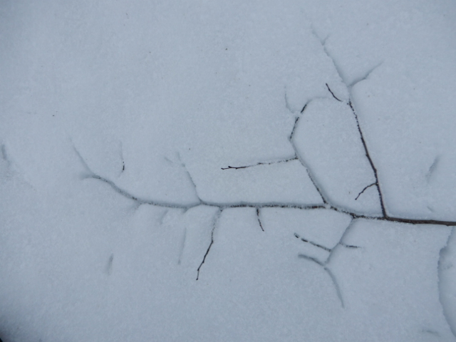 Päikese mõjul sulasid varisenud oksad sügavale lume sisse