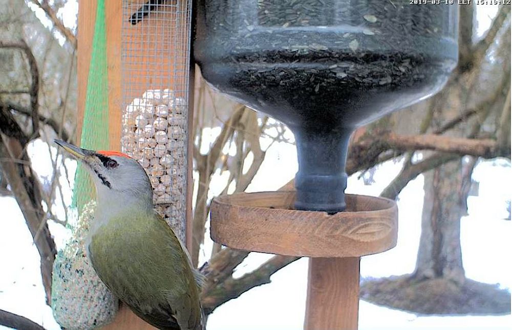 Grey-headed woodpecker