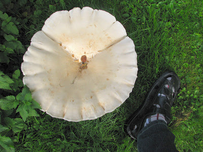 Suurim hiid-lehtervahelik seisuga 13. 09. 2010, läbimõõt 41 cm. Võrdluseks sandaal jalanumbriga 45