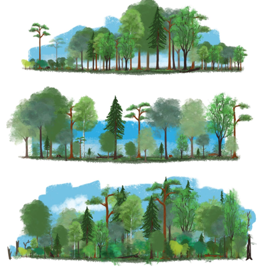 Joonis eri viisil majandatud metsadest. Ülal lageraiega majandatud mets, keskel püsimetsana majandatud mets, all majandamata põlismets.