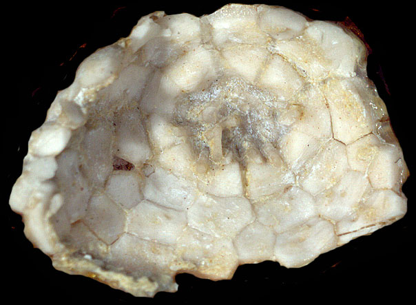 Bothriocidaris Phaleni. 
