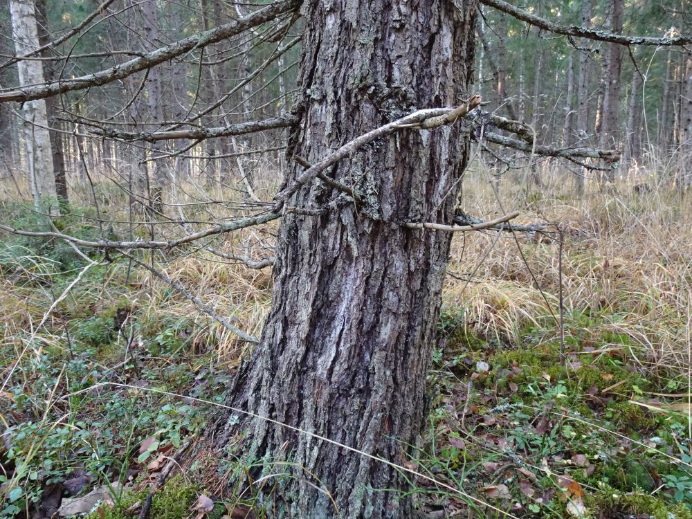 Korbakuusele iseloomulik koor, korba lõhede sügavus on 30 mm