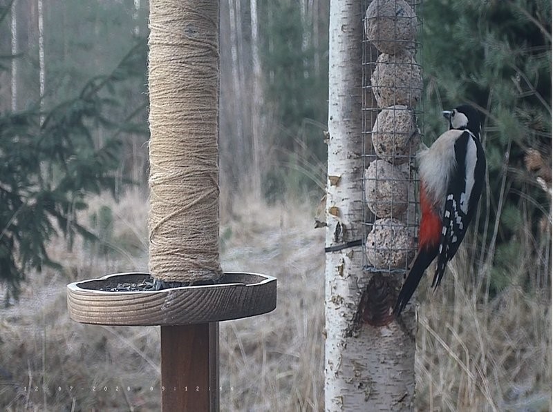 Laupäeva õhtuhämaras lõpetasime talilinnukaamera paigaldamise ja esimesed rasvatihased olid vähem, kui poole tunni pärast juba uudistamas. Ilmad muutuvad tasapisi eeltalvisteks nii et toitmist võib juba tasapisi alustada.