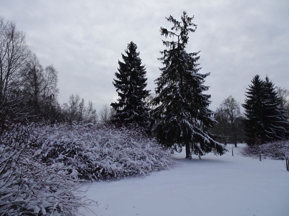 Lund oli rohkesti