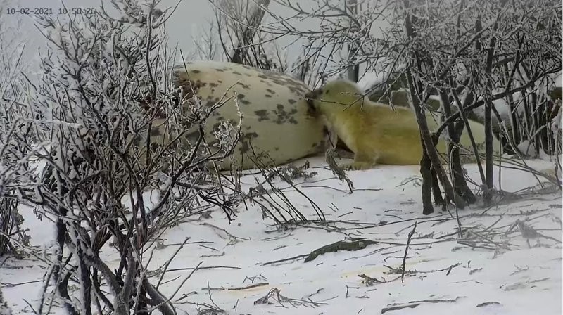 Грудное вскармливание 