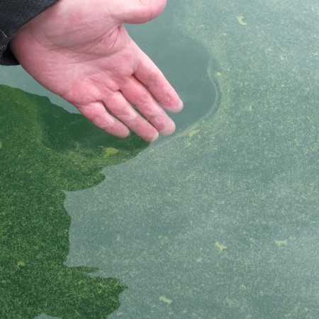 Sinivetikad ehk tsüanobakterid on märgatavad meie veekogude kaldaaladel, mis värvunud kollakaks-roheliseks palja silmaga nähtavate “helvestega”. Kohati võib olla kaldaäär kaetud tiheda, rohelise või sinakasrohelise massiga ja sellistel kohtadel võime tunda kopitanud lõhna.