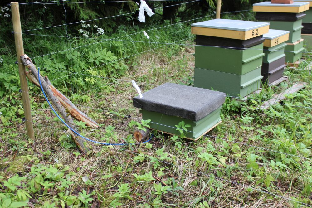 Lihtsasti kättesaadav toit meelitab metsloomi inimese lähedusse. Karude rüüstetööde ennetamiseks soovitab Keskkonnaamet mesinikel kindlustada mesitarud ja vältida muid lihtsaid toidu leidmise võimalusi.