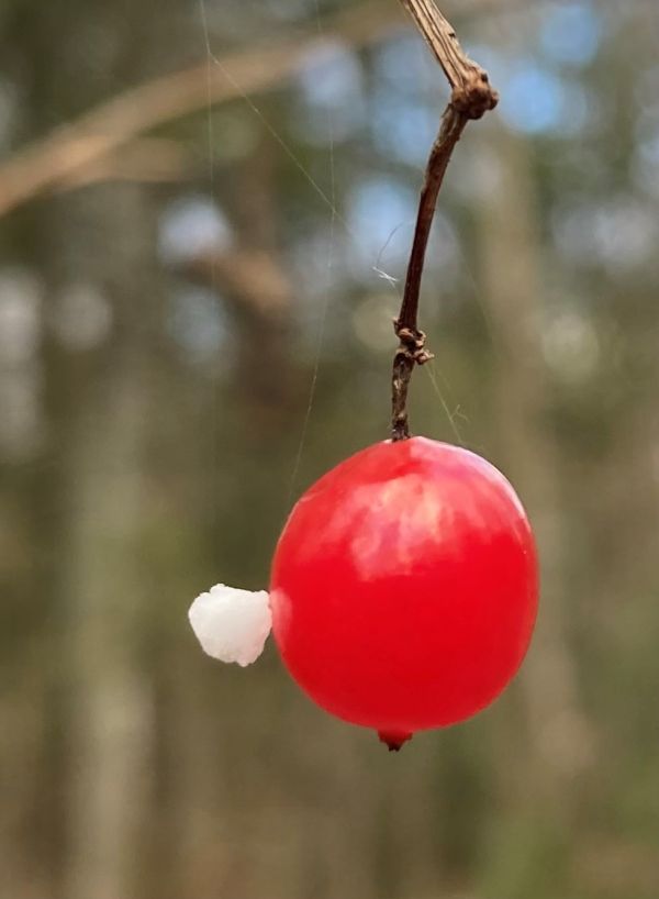 Tänane pilt lumekruubi ja lodjapuu viljaga