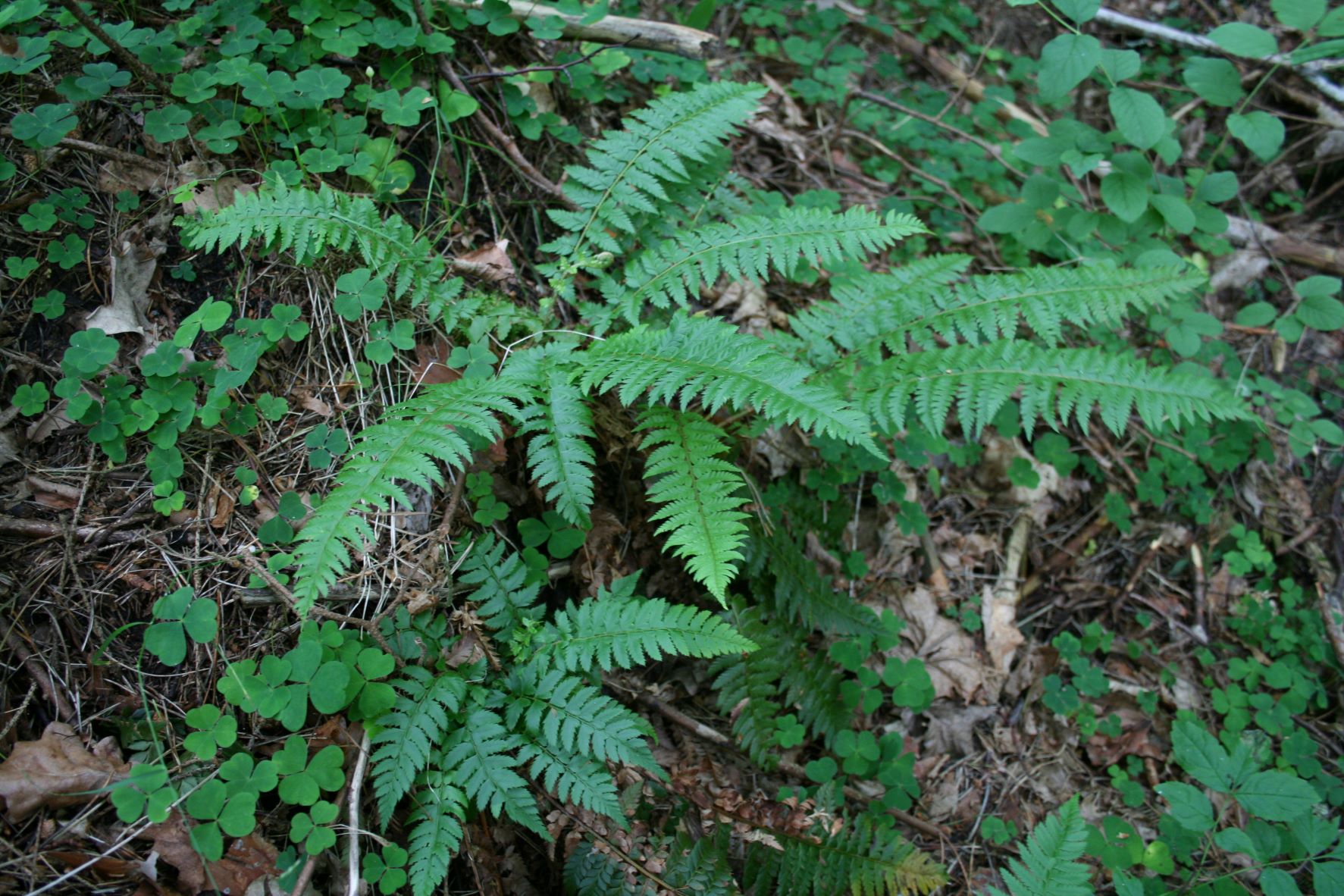 Üliharuldastele sõnajalgadele valmis kaitse tegevuskava | Looduskalender.ee