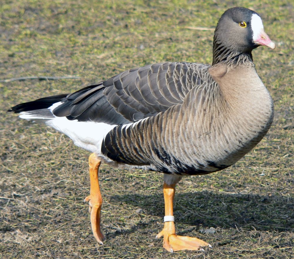 Väike-laukhani