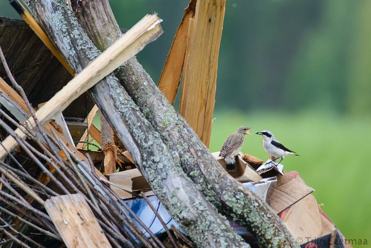 Eesti Ornitoloogiaühing palub pidulistel enne jaanitule süütamist veenduda, et lõkke jaoks valmis pandud oksa- või risuhunnikusse pole keegi oma pesa teinud.