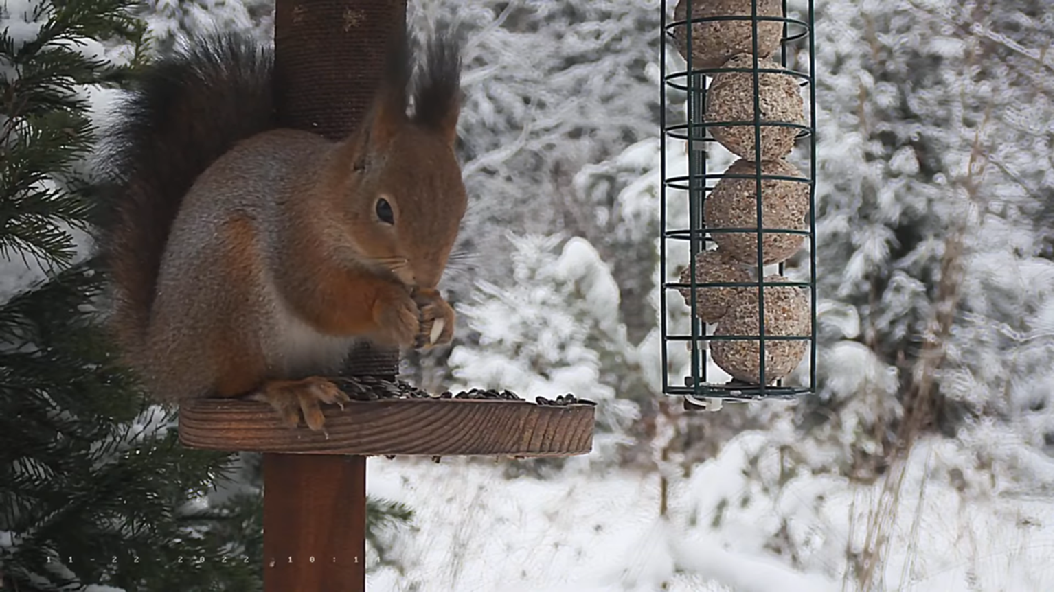 Hommikuti käib orav päevalilleseemneid söömas