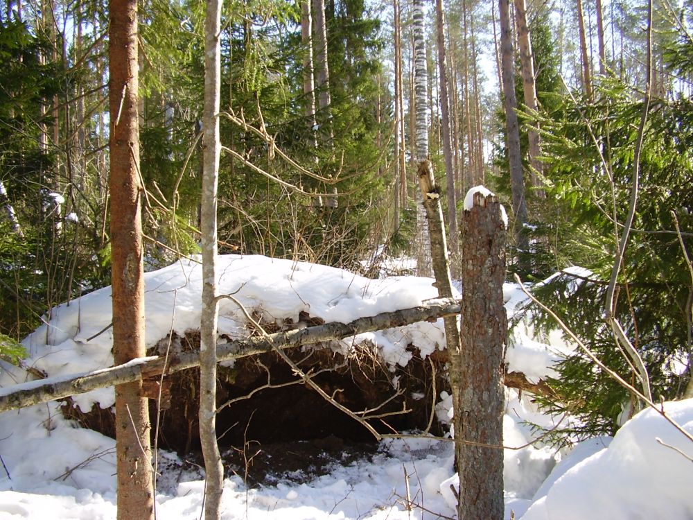 Karu talvepesa asukoht