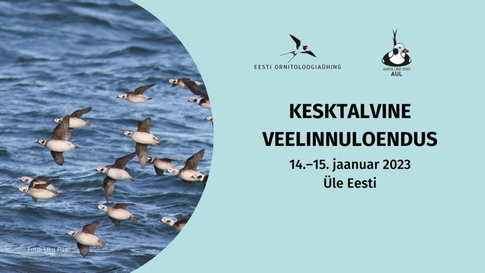 Eesti Ornitoloogiaühing kutsub nädalavahetusel, 14.–15. jaanuaril algajaid ja edasijõudnud linnuhuvilisi iseseisvalt vaatlema aasta lindu auli ja ka teisi veelinde nii mererannikul kui ka siseveekogudel.
