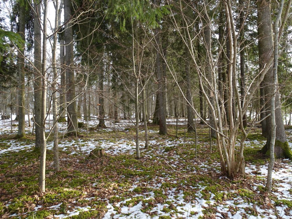 Metsapargi looduslik uuendus: vaher, saar, pärn, kuusk, pihlakas jt. Park on looduslikult uuenev püsikooslus, mida aednikud ja maastikukujundajad veidi suunavad, et puhkajatel oleks mõnusam loodust nautida
