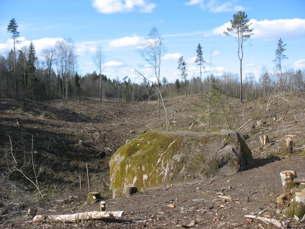 Lageraie Kalevipoja lingukivi ümber Kassinurme parkmetsas. Lageraie avab vaate mõhnastiku pinnamoele paariks aastaks. Peagi kattub see ala tiheda kõrge võsaga ja tihnik sulgeb maastikuvaate aastakümneteks. Lageraie ei sobi parkmetsadesse