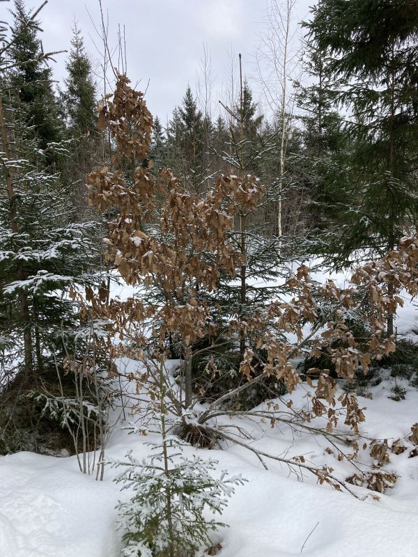 Aasta puu lumised lehed | Looduskalender.ee