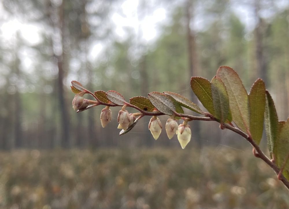 Hanevitsade õied