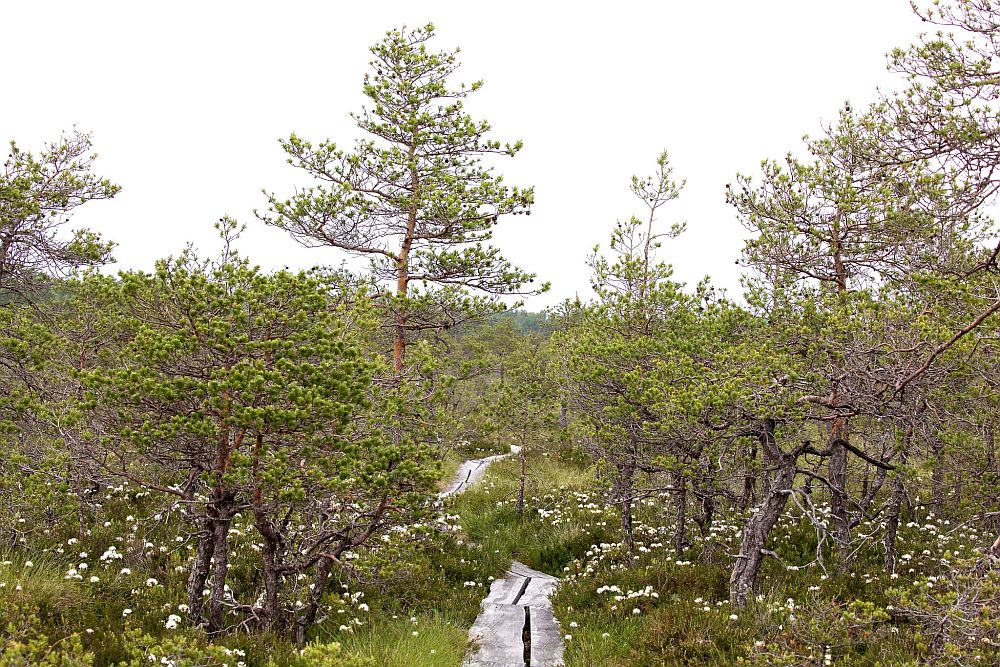 Õitsvad sookailu puhmad