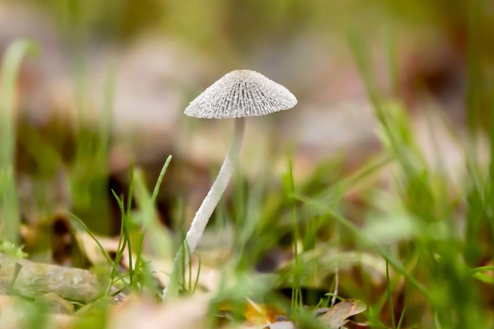 Üksildane seen sügisesel muruväljal