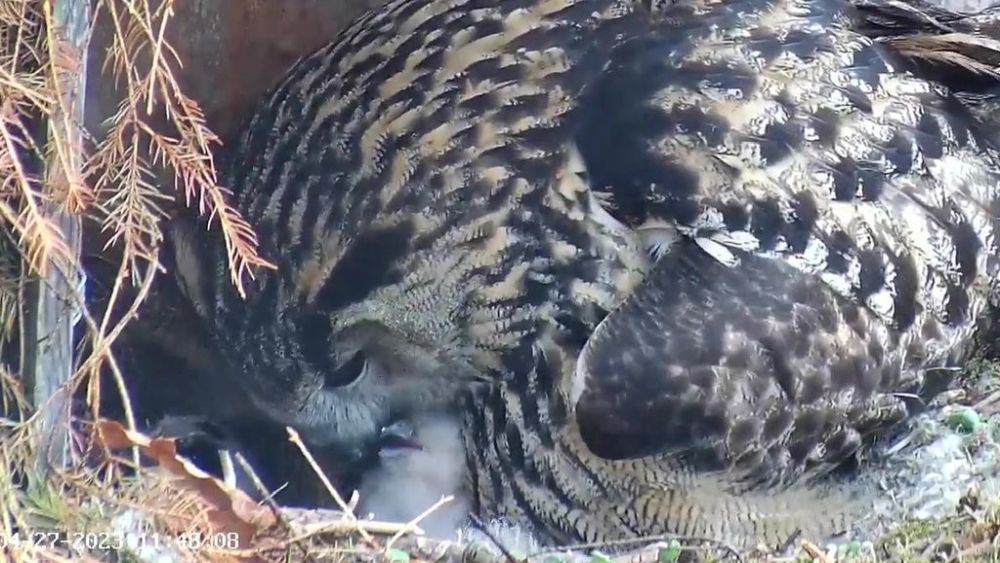 Kakupoja ülemisel nokal näeme valget tähni. See on kraapimiseks  mõeldud nn munahammas, mille abil kakupoeg munakoort enda jaoks avab