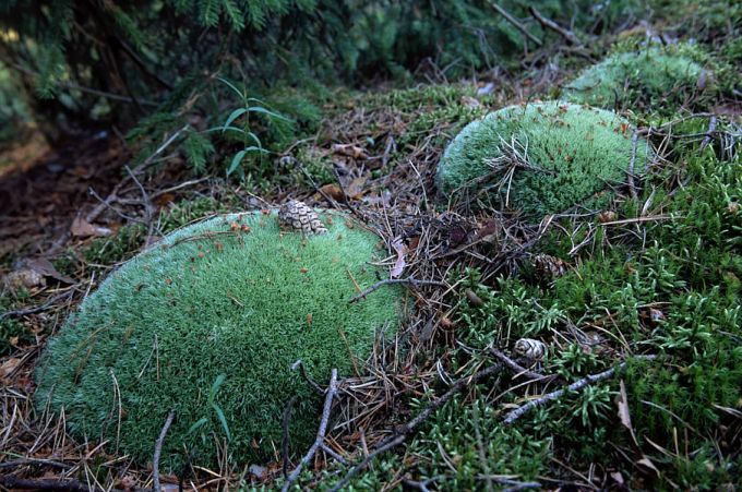 Valviku mättad Ruhnu metsas