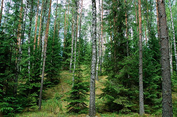 Palumännik. Karula Rahvuspark