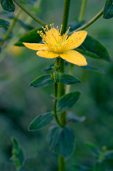 Kandiline naistepuna