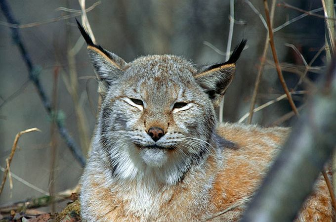 Ilves. Elistvere loomapark