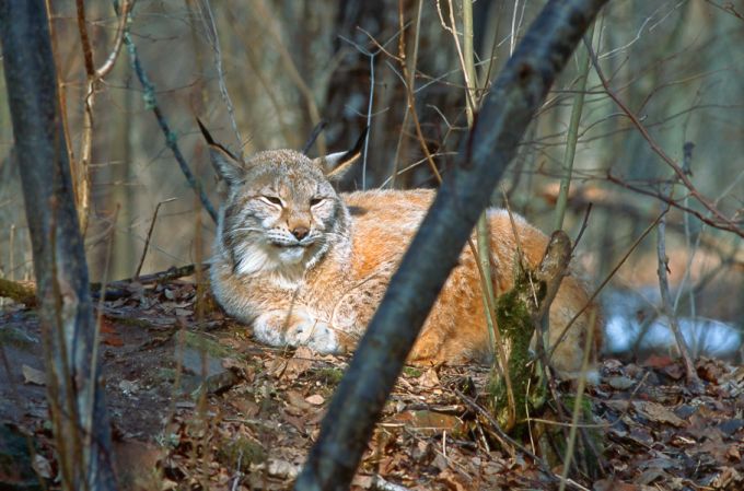 Ilves. Elistvere loomapark 