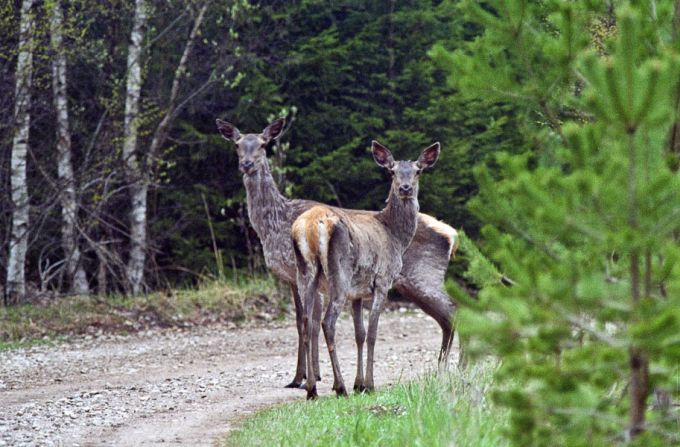 Hirvelehm koos mullikaga metsateel 