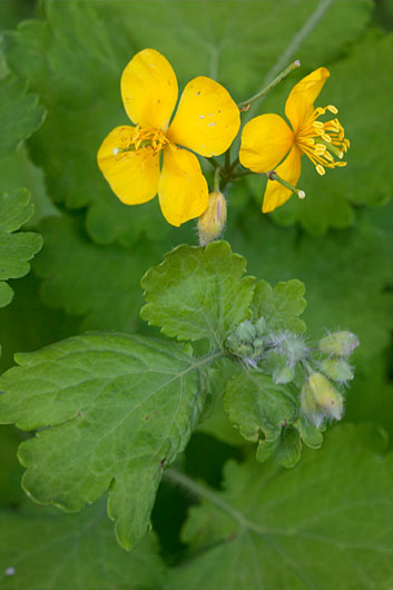 Vereurmarohi