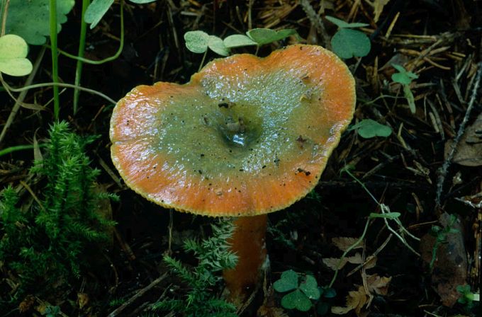 Kuuseriisikas