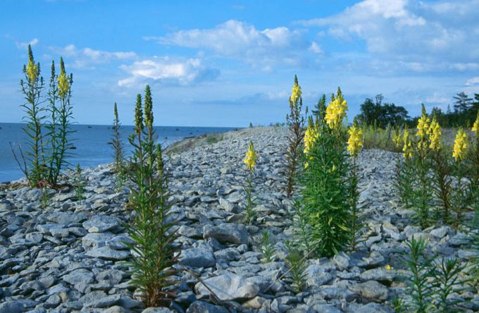 Rannavall käokannustega. Vormsi