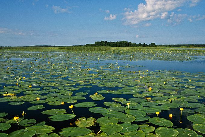 Vaade Võrtsjärve lõunaotsale Pähksaare ümbruses