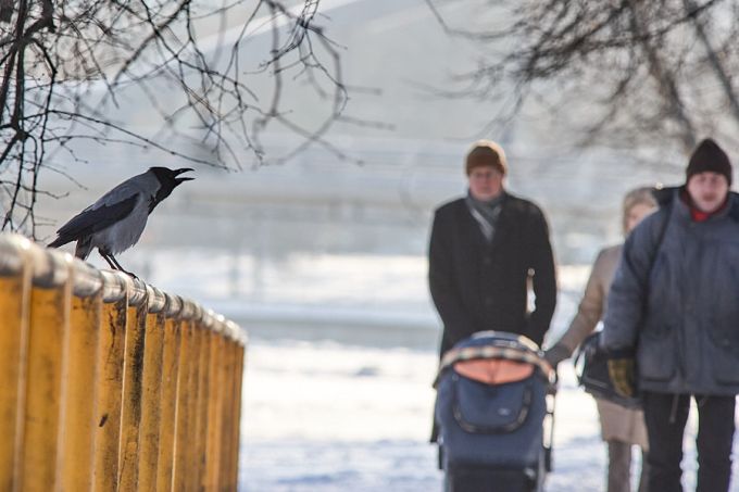 Vares kraaksub. Tartu