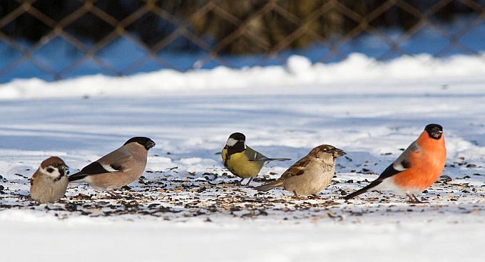 Linnusalk õuel: leevikesed, rasvatihane, koduvarblane ja põldvarblane