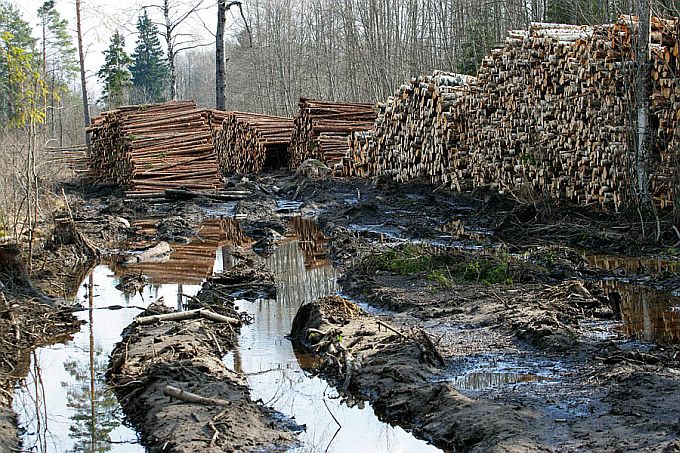 Metsatee pärast raiet