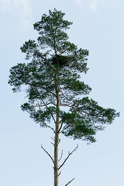 Ronga pesa männil