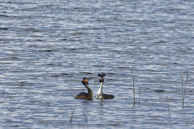 Tuttpütid mängivad. Saadjärv, Vooremaa