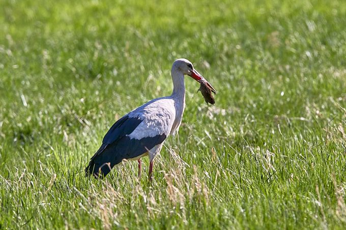 Valge-toonekurg on püüdnud põld-uruhiire