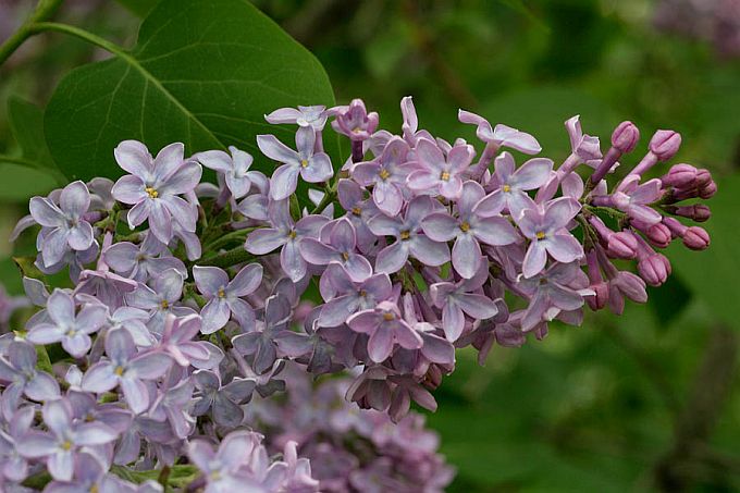 Lilac Luck Looduskalender