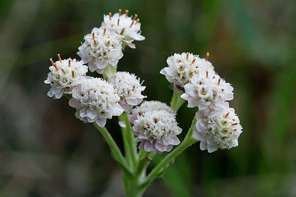 Kassikäpp