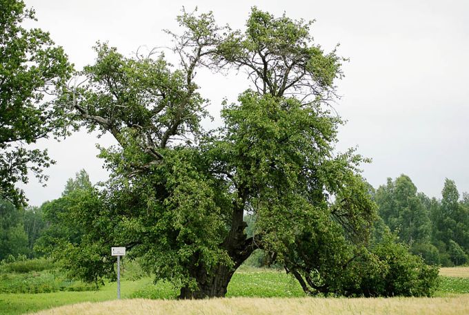 Oti metsõunapuu
