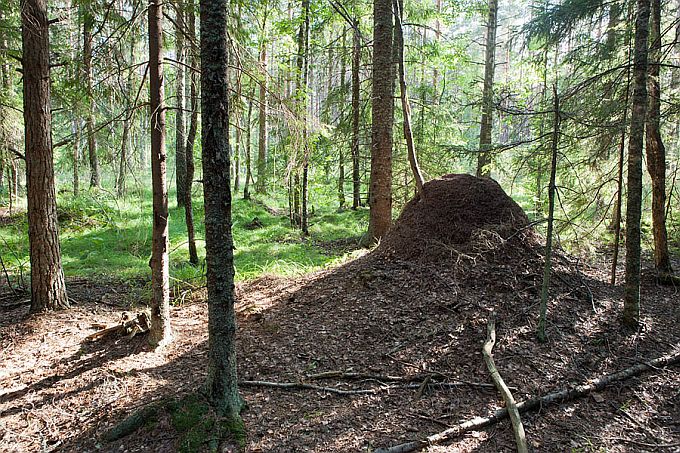 Padakõrve