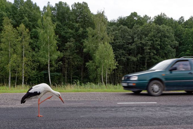 Valge-toonekurg maanteel. Karksi-Nuia