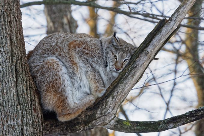 Ilves. Elistvere loomapark