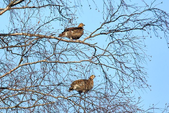 Tedrekanad kasevõras. Alam-Pedja