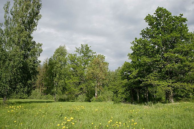 Koiva puisniit. Vaitka, Hargla nõgu